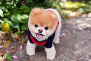 Pets that bring home the bacon