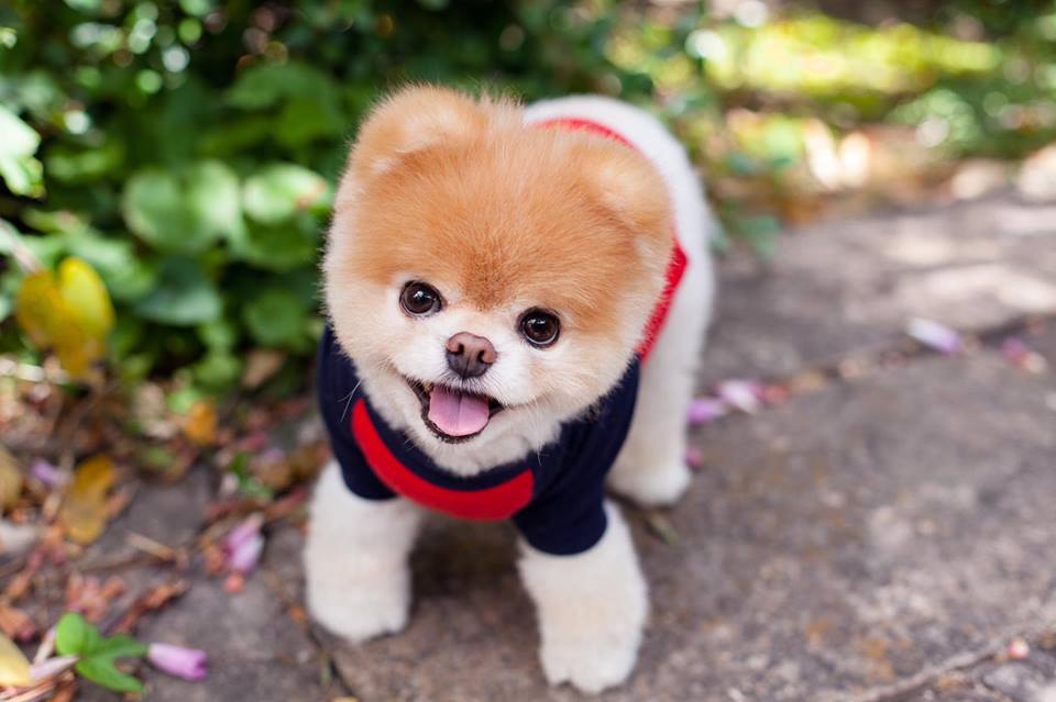 Pets that bring home the bacon