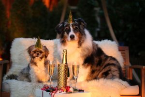 New Year’s Resolutions from Your Dog