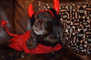 Tricks that Help Keep Dogs Safe at Halloween