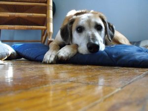 Alert about Bone Treats for Dogs that May Cause Illness and Worse