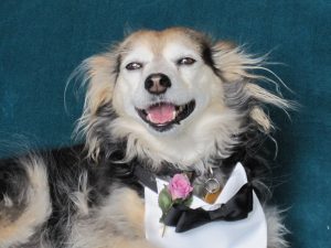 Benny, Grey Muzzle Senior Spokeshound, says “Love Is Ageless”