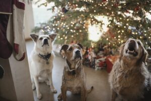Featured in Redfin’s article – Experts Share Holiday Pet Safety Tips for a Happy and Healthy Festive Season