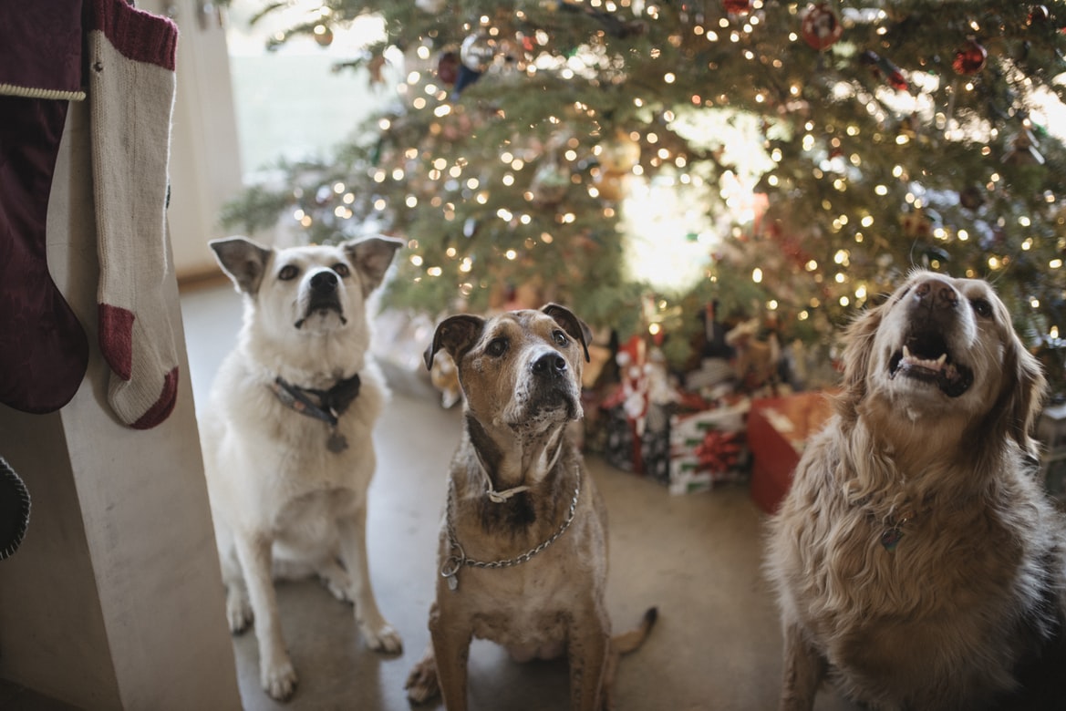 Featured in Redfin’s article – Experts Share Holiday Pet Safety Tips for a Happy and Healthy Festive Season