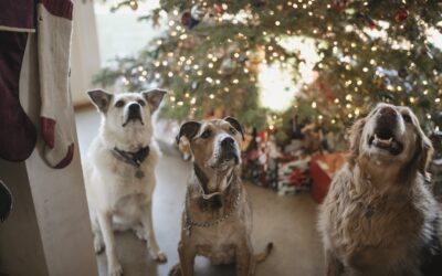 Featured in Redfin’s article – Experts Share Holiday Pet Safety Tips for a Happy and Healthy Festive Season