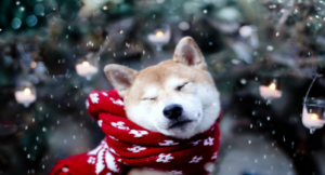 A Warm & Safe Winter