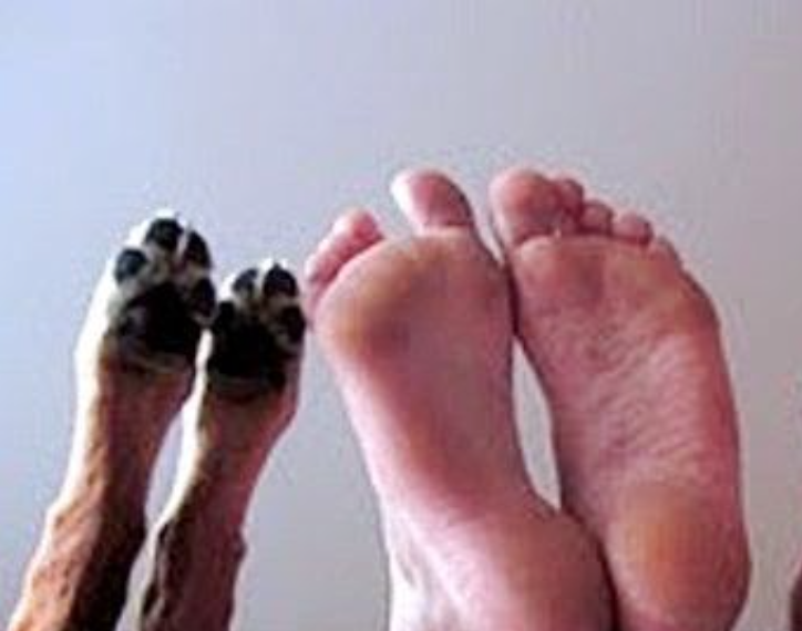 dog2