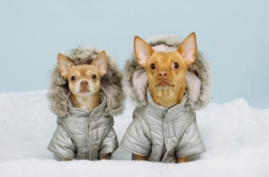 dogs