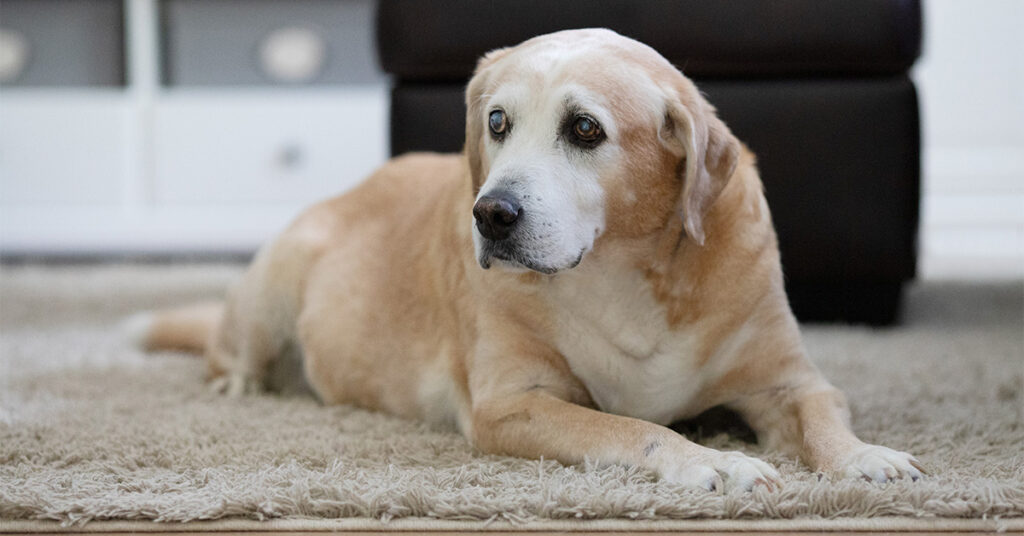 5 Tips to Help Your Senior Dog Live a Longer, Healthier Life ...