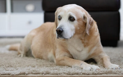 5 Tips to Help Your Senior Dog Live a Longer, Healthier Life