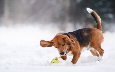 Keeping your dog active in the winter
