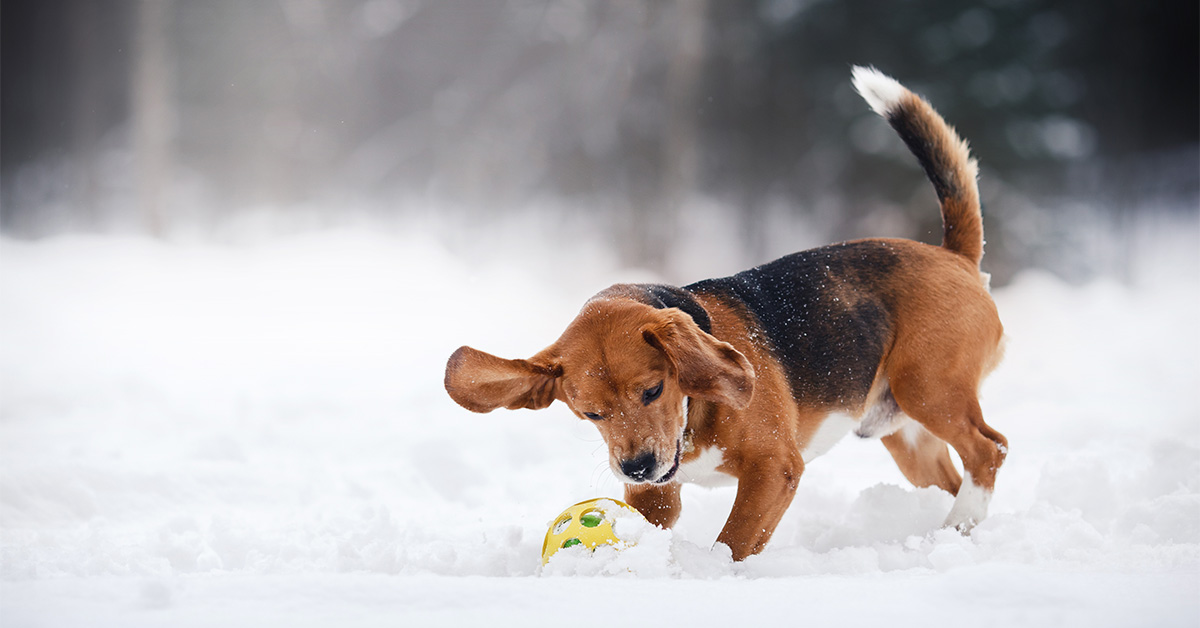 Keeping your dog active in the winter-Photo-by-dezy-on-shutterstock copy