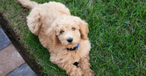 The Top Reasons Mixed Breed Dogs are So Popular