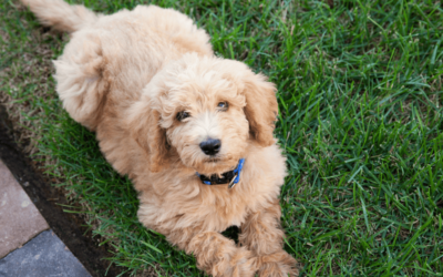 The Top Reasons Mixed Breed Dogs are So Popular