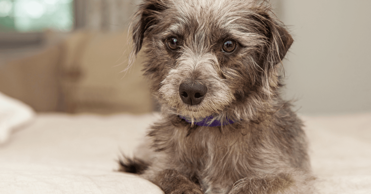 Mixed Dog Breed