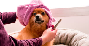How to Prepare Your Dog for Grooming Visits