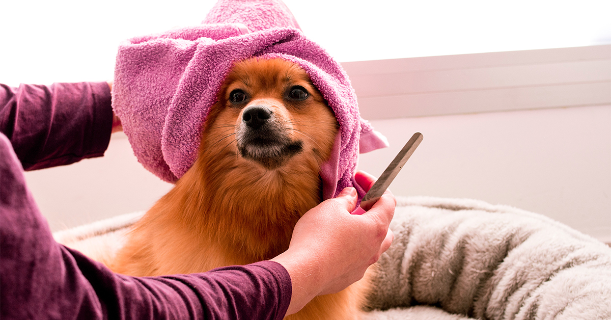 How to Prepare Your Dog for Grooming Visits