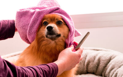 How to Prepare Your Dog for Grooming Visits