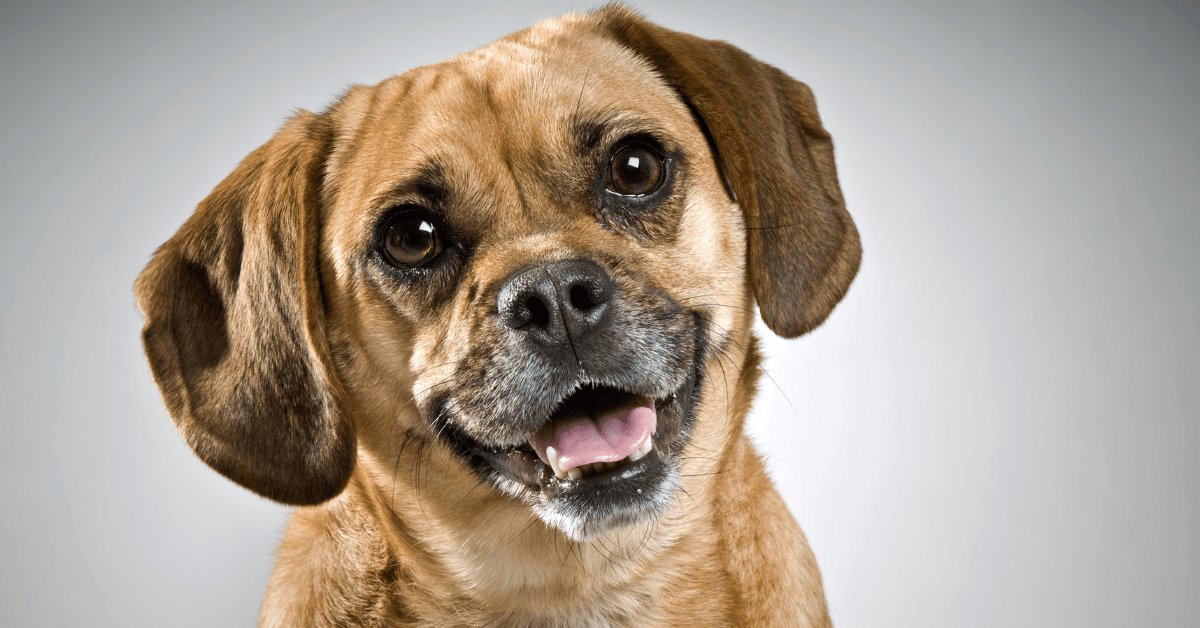 Puggle