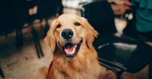 Keeping your dog active in the winter