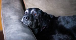 As your dog ages, things change. Are you ready?
