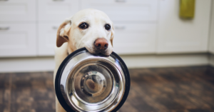 The Five Key Factors to Consider When Selecting Dog Food
