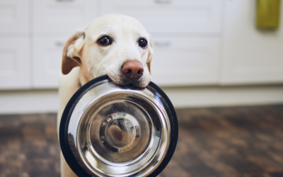 The Five Key Factors to Consider When Selecting Dog Food