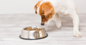 When Your Dog is a Food Critic | Tips and Tricks for a Picky Pooch