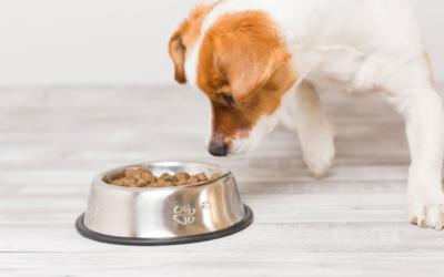 When Your Dog is a Food Critic | Tips and Tricks for a Picky Pooch
