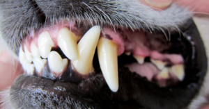 Biting Back Against Tooth Decay | Tips for Keeping Your Dog’s Teeth Healthy