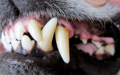 Biting Back Against Tooth Decay | Tips for Keeping Your Dog’s Teeth Healthy