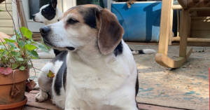 Pooper Scooper Pet Grief Story | We Share Your Pain