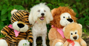 The Best Dog Toys to Keep Your Pup Engaged for Hours