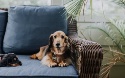 9 Expert Tips to Keep Your Dog Safe While You’re Away for the Day