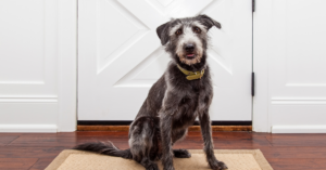 Mastering Independence: A Guide to Training Your Dog to Use a Pet Door