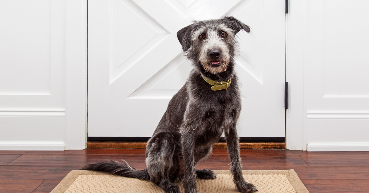 Mastering Independence: A Guide to Training Your Dog to Use a Pet Door