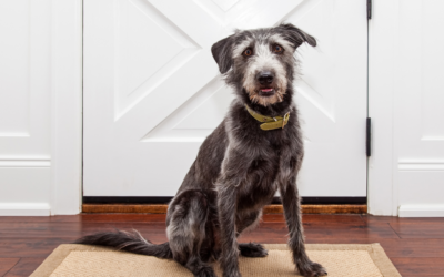 Mastering Independence: A Guide to Training Your Dog to Use a Pet Door