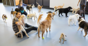 Puppy Supervised Play: Ensuring a Pawsitive Experience for Your Furry Friend