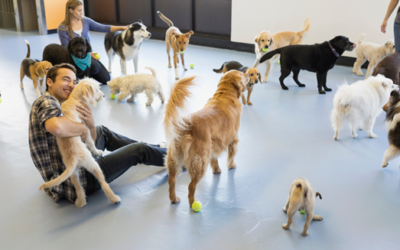 Puppy Supervised Play: Ensuring a Pawsitive Experience for Your Furry Friend