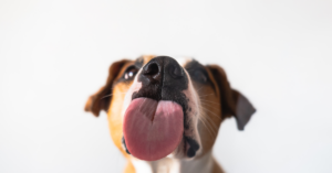 Licks of Love: Uncovering Why Your Dog Can’t Stop Kissing You