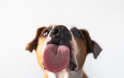 Licks of Love: Uncovering Why Your Dog Can’t Stop Kissing You