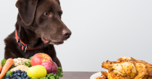 The Rise of Fresh and Raw Dog Food: A Healthier Trend