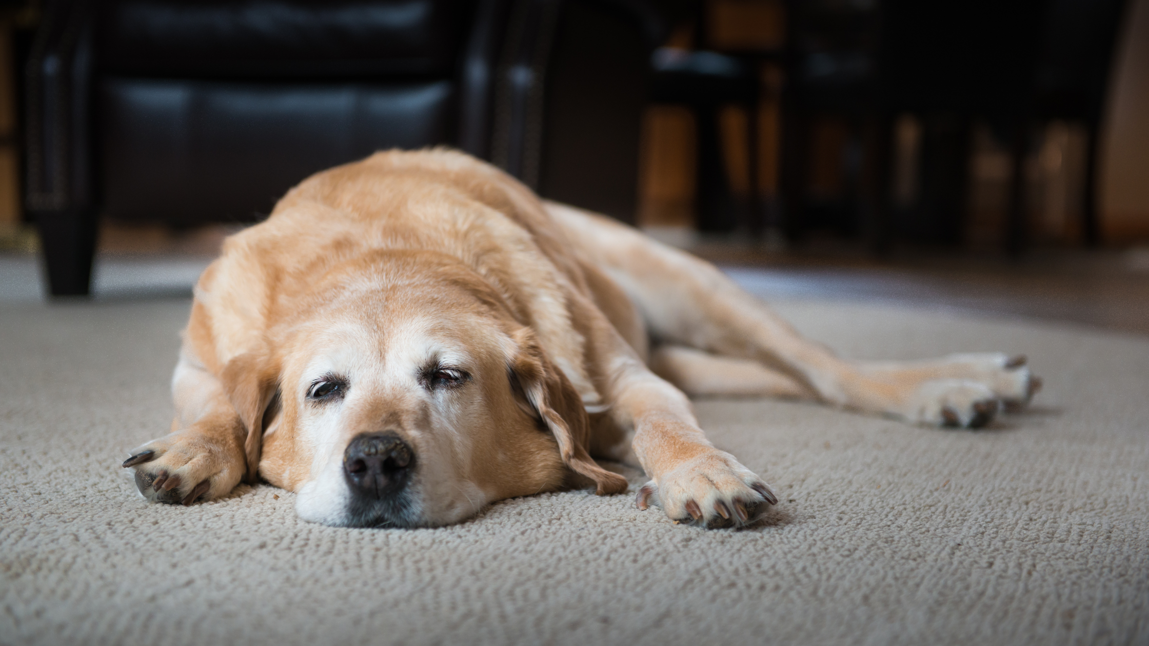 How to Recognize and Treat Dog Depression