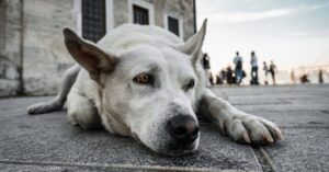 A Day in the Life of Street Dogs: Navigating the Urban Jungle